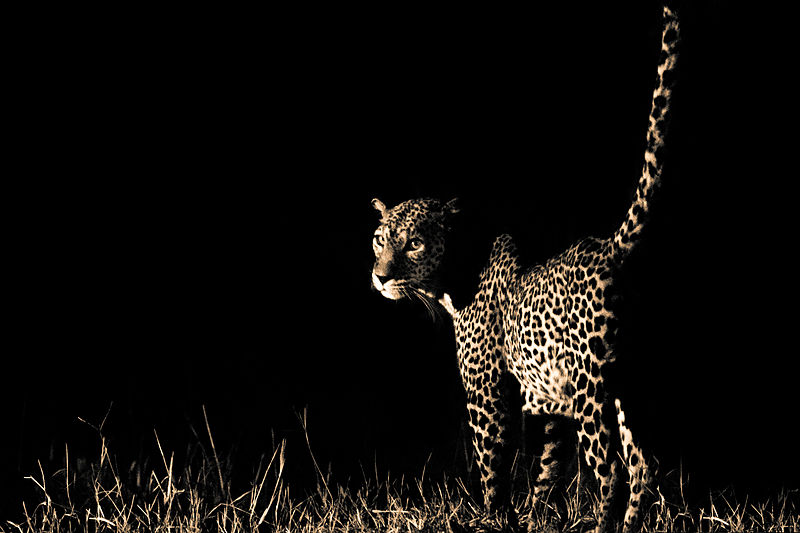 File:Leopard, Tsavo West (Kenya, Day 2).jpg