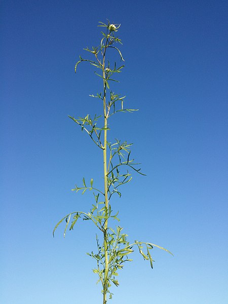 File:Lepidium sativum sl26.jpg