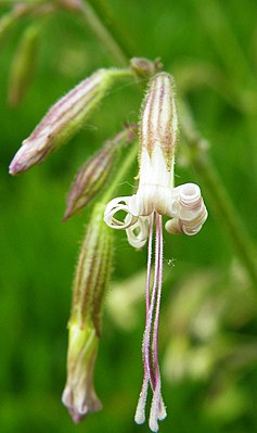 Blossom of the Tatar catchwort (Silene tatarica)