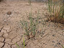 Leptochloa fusca subsp. uninervia.jpg