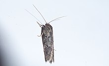 Leptocroca asphaltis.jpg