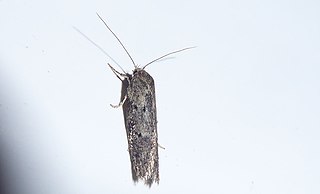 <i>Leptocroca asphaltis</i> Species of moth