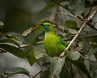 Lesser Green Leafbird (Female).jpg
