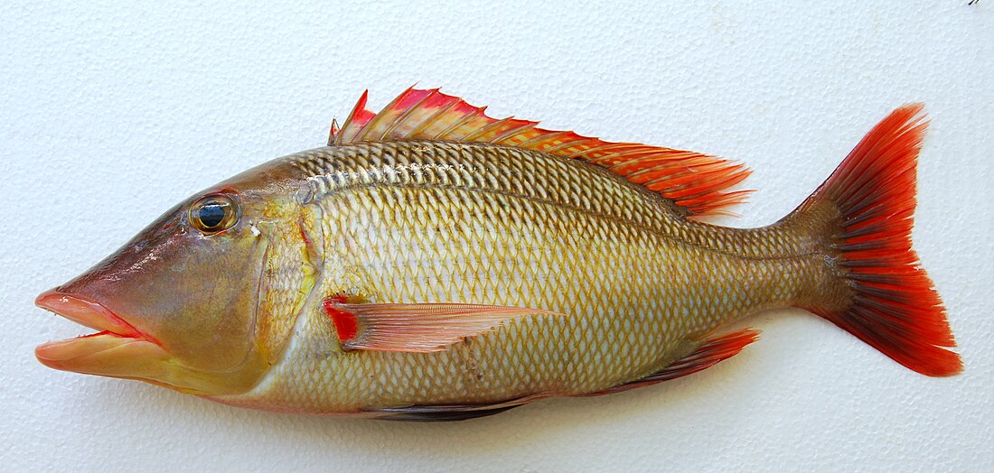 Lethrinus miniatus