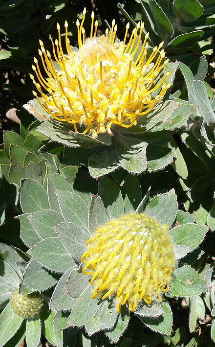The Grey Tree Pincushion Protea, a Cape Town endemic, is mainly restricted to Peninsula Granite Fynbos