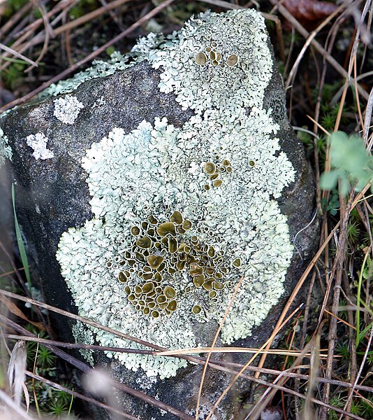 File:Lichen reproduction1.jpg