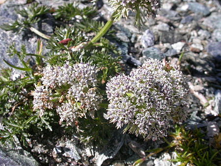 Ligusticum