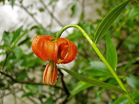 Tập_tin:Lilium_carniolicum_tscheppaschlucht_01.jpg