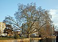 * Nomination Old plane tree, Square du Ramponneau, in Lille, France --Velvet 07:20, 10 March 2021 (UTC) * Promotion  Support Good quality, nice tree. --LexKurochkin 14:27, 10 March 2021 (UTC)