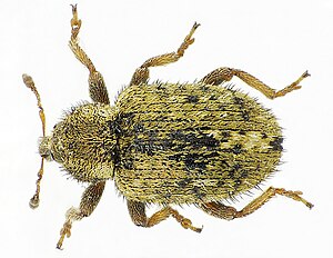 Nordic coconut weevil (Limobius borealis)