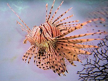 Lion Fish