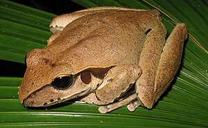 Litoria jungguy.jpg