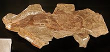 Fossil Loganellia scotica 432.JPG