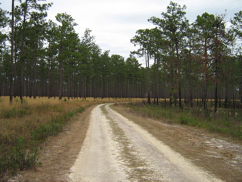 File:LongleafPineForestBurnComparaison.jpg