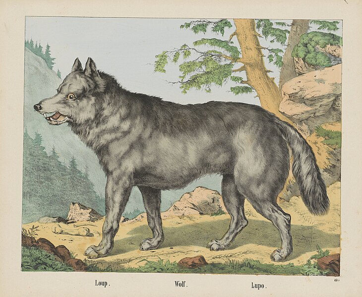 File:Loup. Wolf. Lupo (titel op object), RP-P-OB-201.018.jpg