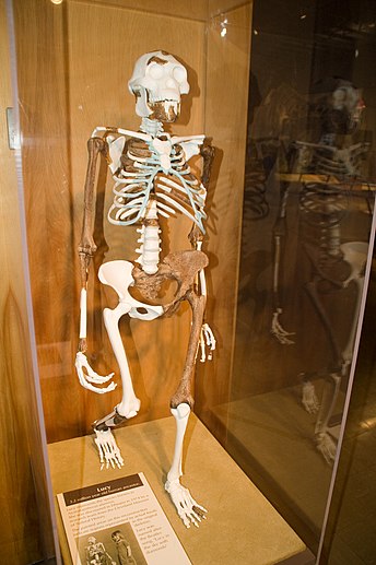 Bulunan ilk Australopithecus afarensis iskeleti olan, yaklaşık 3.2 milyon yıllık Lucy, eksikleri restore edilmiş bir şekilde
