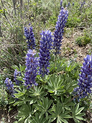 <i>Lupinus prunophilus</i> Species of flowering plant in the family Fabaceae