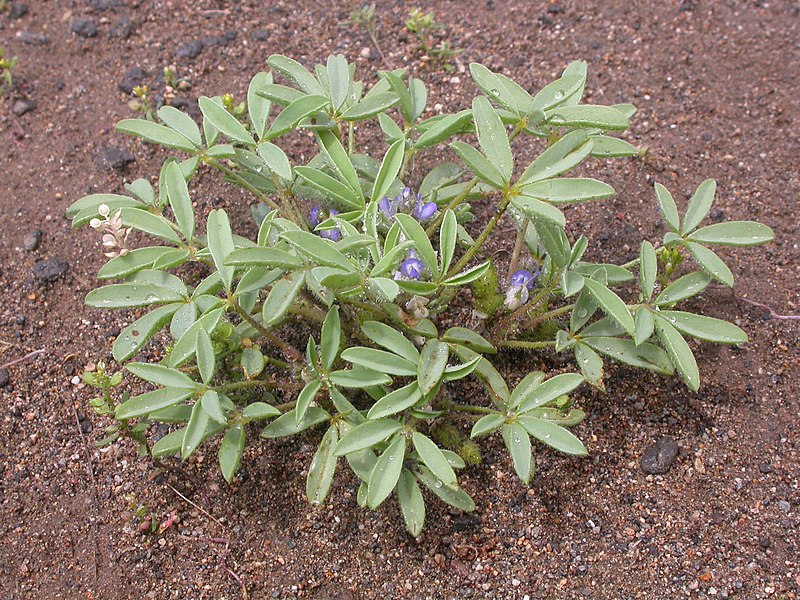 File:Lupinus pusillus (3714585561).jpg