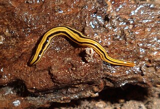 <i>Luteostriata</i> Genus of flatworms