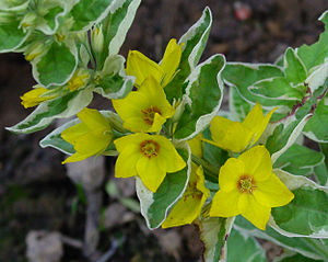 Lysimachia: Descrizione, Tassonomia, Note