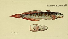 Bloochi ... Systema ichthyologiae iconibus CX illustratum (тақта 15) (6006011376) .jpg