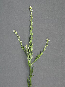 Havekarse (Lepidium sativum).