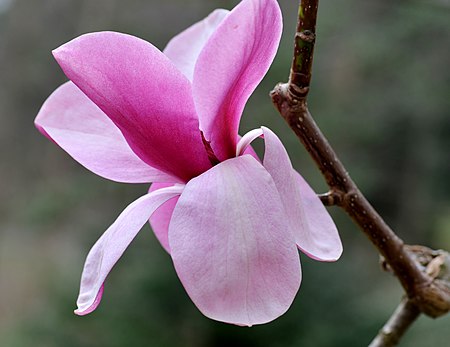 Magnolia sprengeri 'Diva' Flower.JPG