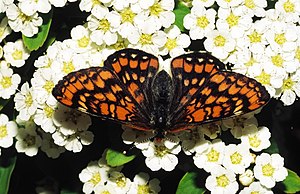 May bird (Euphydryas maturna)