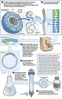 DNA vaccine Vaccine containing DNA