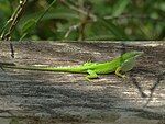 Anolis carolinensis mâle - moins de contraste.jpg