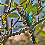 Male Asian Emerald Cuckoo (Chrysococcyx maculatus) on branch.jpg