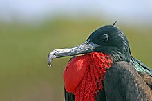 Male, showing feathers on gular sac Male Galapagos greater frigate bird.jpg