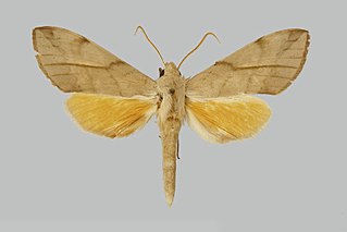 <i>Malgassoclanis delicatus</i> Species of moth