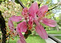 Malus prattii - Ботанический сад Мюнхен-Нимфенбург - DSC07575.JPG