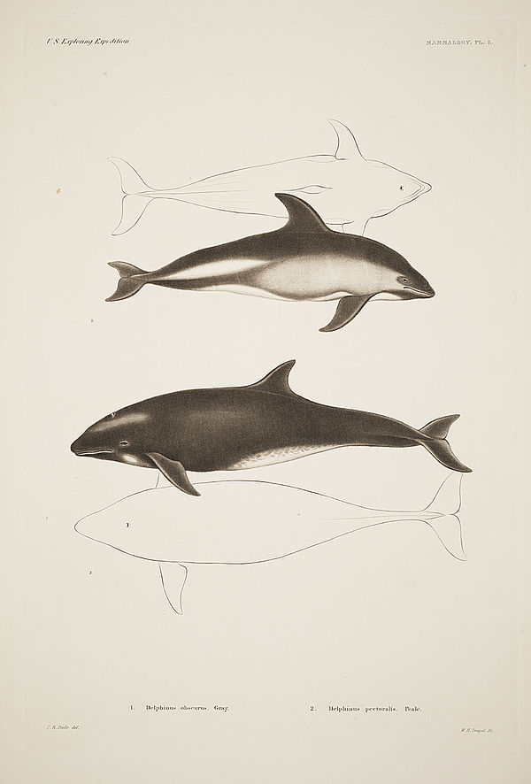 Dusky dolphin drawings in Plate 5 of Mammalogy section in Mammalogy and Ornithology (1858)