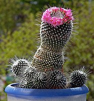 Mammillaria tetrancistra (Common Fishhook Cactus) - World of Succulents