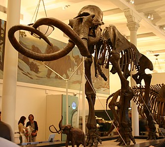 Где жили мамонты. Mammuthus rumanus. Mammuthus (мамонты). Скелет колумбийского мамонта. Императорский мамонт скелет.