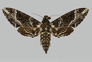 <i>Manduca camposi</i> Species of moth