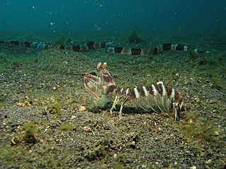 <span class="mw-page-title-main">Lysiosquillidae</span> Family of crustaceans