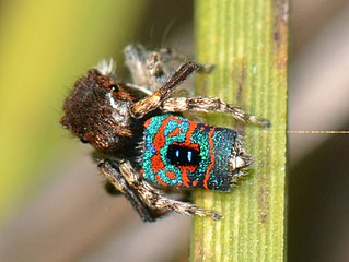 <i>Maratus mungaich</i> Species of spider
