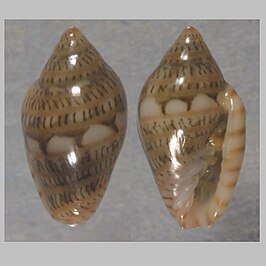 Marginella simulata