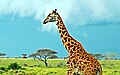 Масайська жирафа у Національному парку Серенгеті, Танзанія