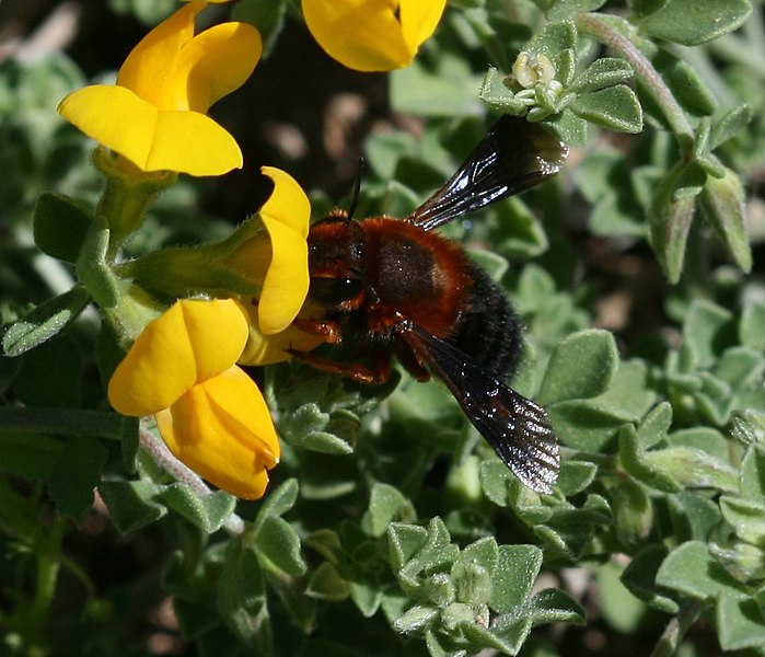 File:Megachile (Chalicodoma) sicula - Flickr - S. Rae (2).jpg