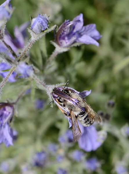 File:Megachile pyrenaica female 2.jpg