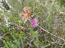 Melaleuca holosericea (עלים, פרחים) .JPG