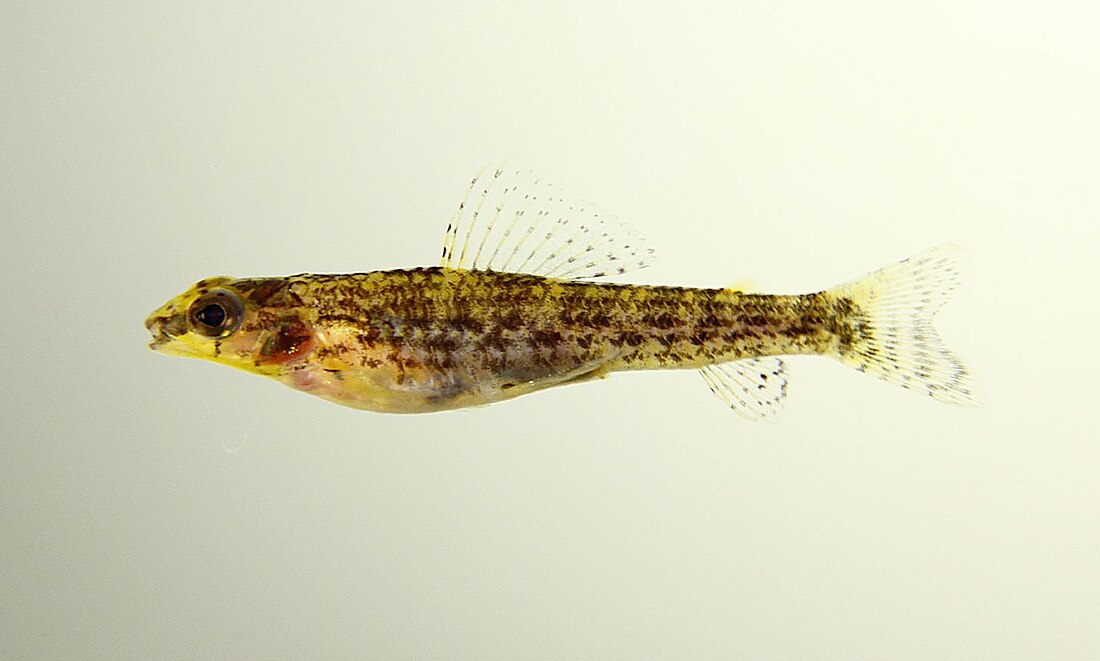 Crenuchidae