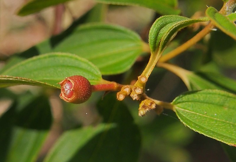 File:Melastoma malabathricum subsp. malabathricum fruit.jpg