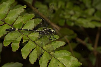 Merogomphus longistigma male