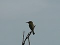 Zwergspint Little Bee-eater