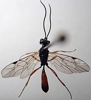 <i>Mesoleptus</i> Genus of wasps